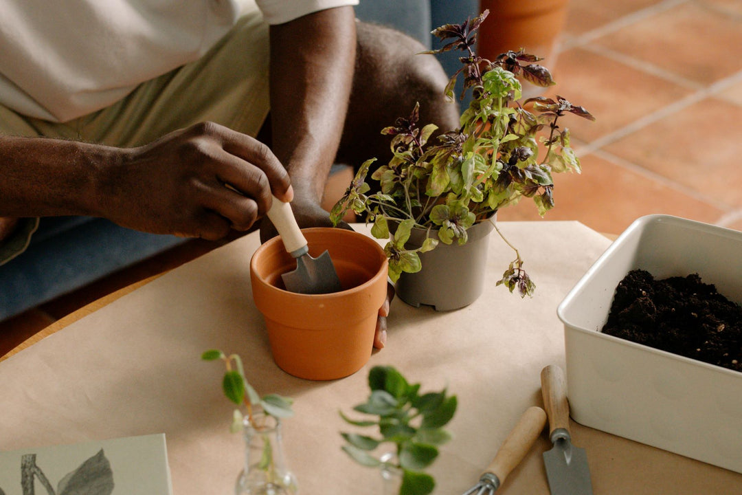 Grow Your Own: The Best Fruits and Vegetables to Plant in Pots Without a Garden