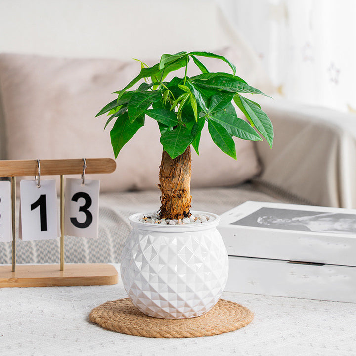 Self-Watering Succulent Plant Pot with Fish Tank