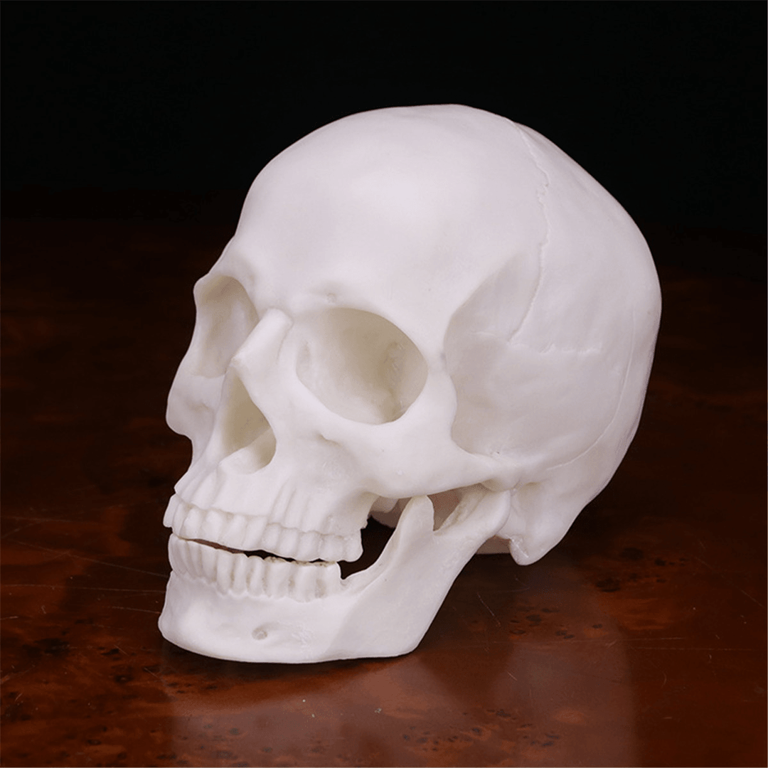 Human Skull Handmade Decoration Goth Halloween Decor Gift Souvenirs Ornament - MRSLM