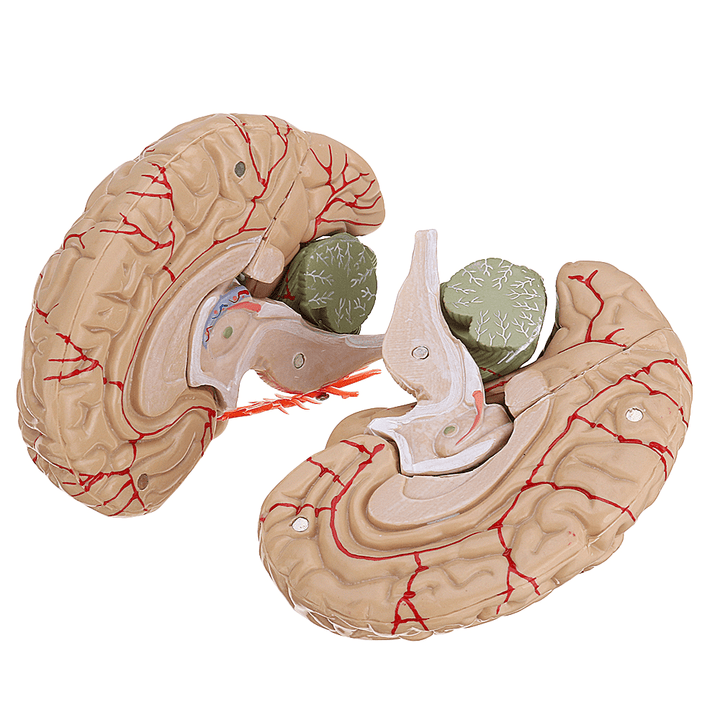 Life Size Human Brain Model W/ Arteries Medical Anatomical Cerebral Model Base Science Teaching 8 Parts - MRSLM