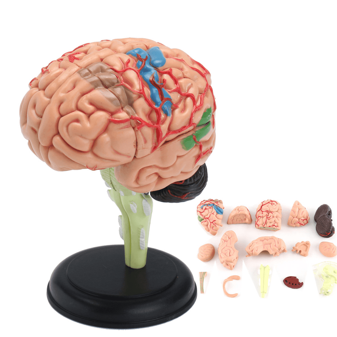 Human Brain Medical Model 4D Disassembled Anatomical School Educational Teaching Tool - MRSLM