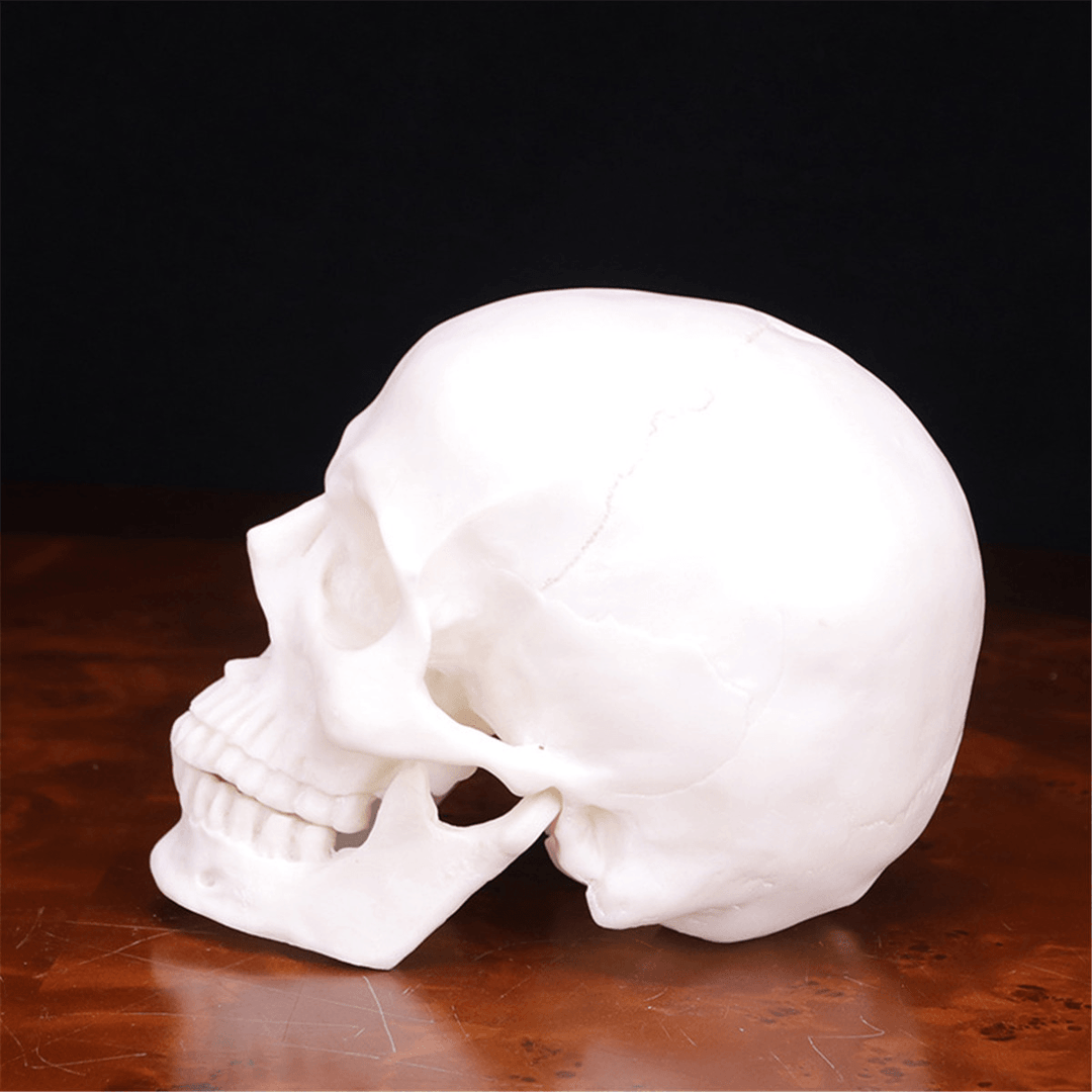 Human Skull Handmade Decoration Goth Halloween Decor Gift Souvenirs Ornament - MRSLM