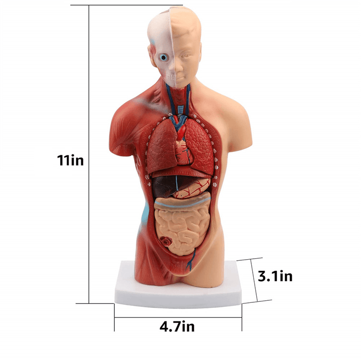 11Inch Human Body Model Torso Anatomy Doll 15 Removable Parts Skeleton Visceral - MRSLM