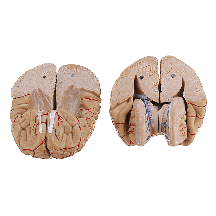 Life Size Human Brain Model W/ Arteries Medical Anatomical Cerebral Model Base Science Teaching 8 Parts - MRSLM