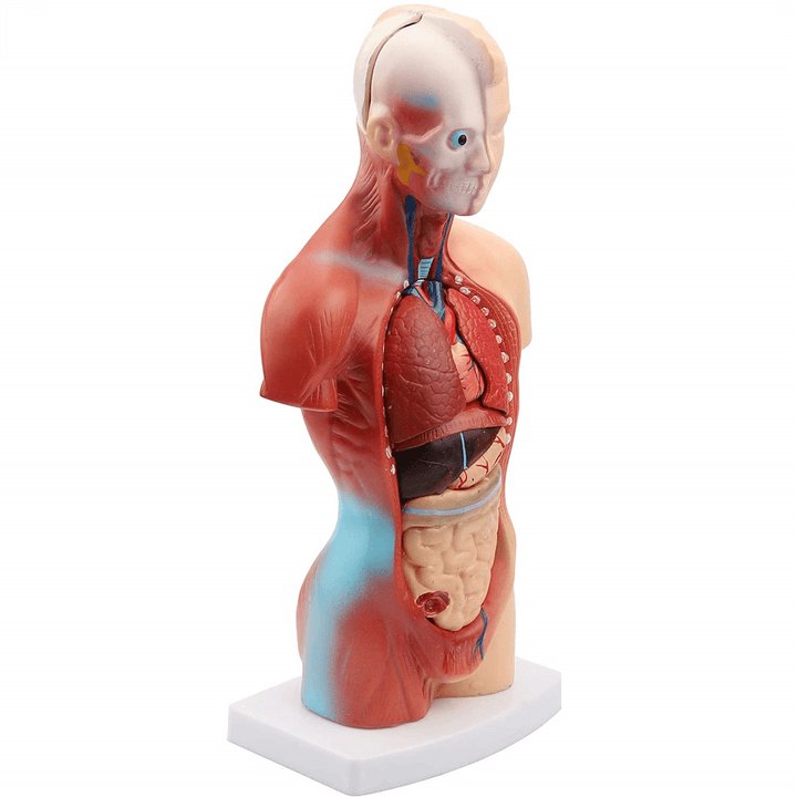 11Inch Human Body Model Torso Anatomy Doll 15 Removable Parts Skeleton Visceral - MRSLM