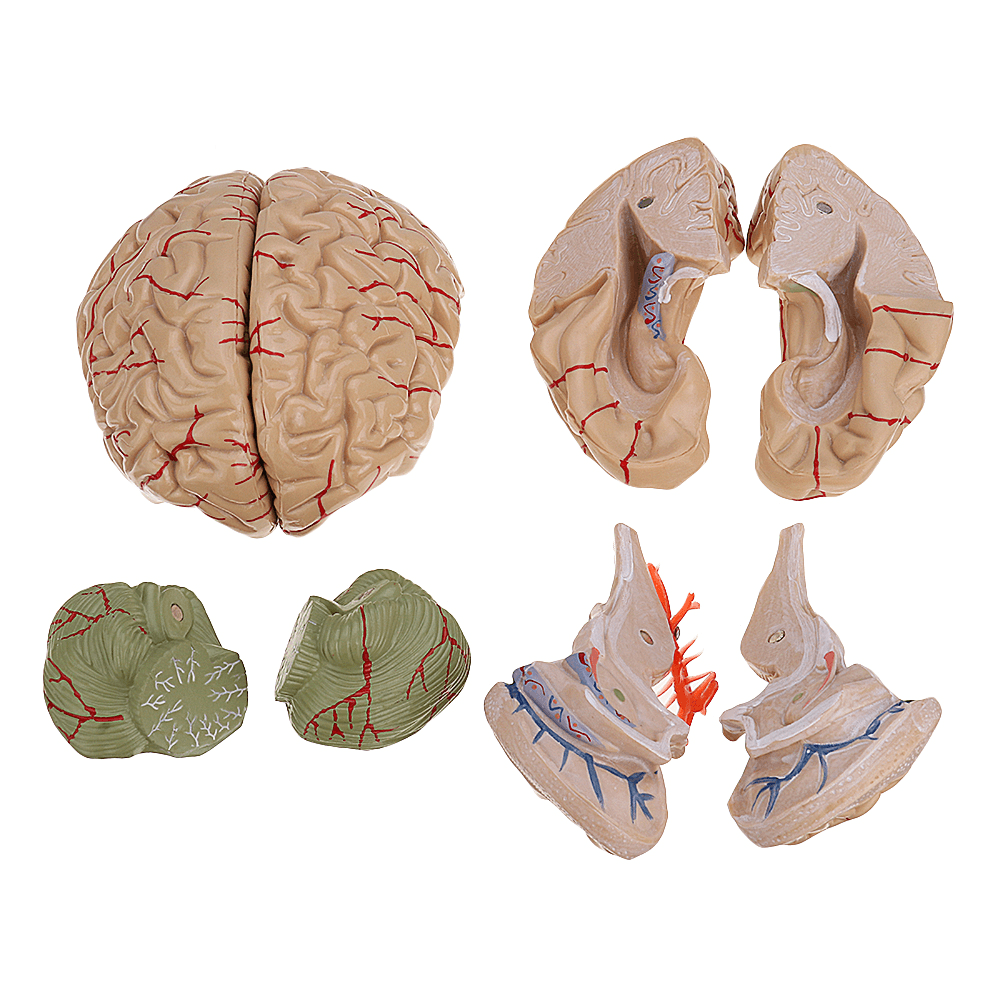 Life Size Human Brain Model W/ Arteries Medical Anatomical Cerebral Model Base Science Teaching 8 Parts - MRSLM