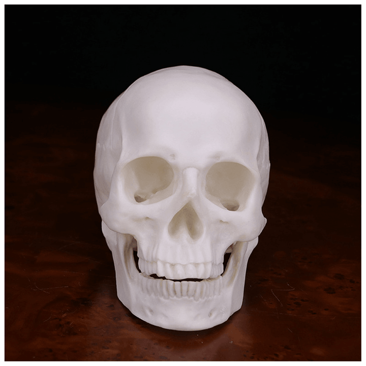 Human Skull Handmade Decoration Goth Halloween Decor Gift Souvenirs Ornament - MRSLM