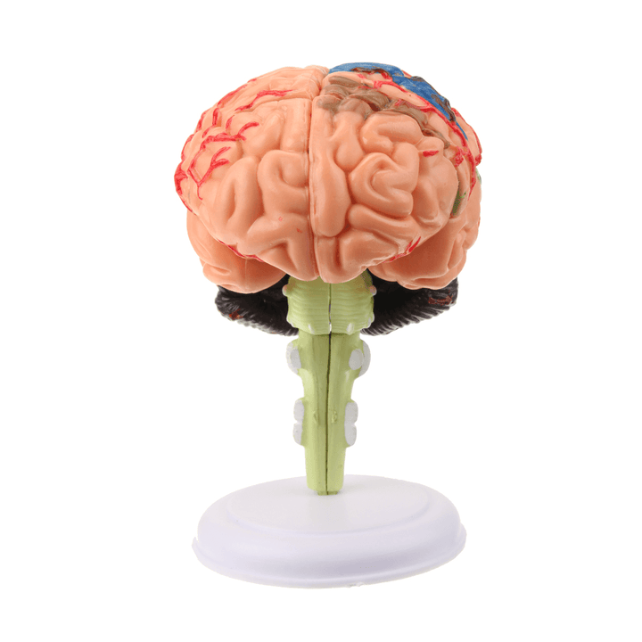 Human Brain Medical Model 4D Disassembled Anatomical School Educational Teaching Tool - MRSLM