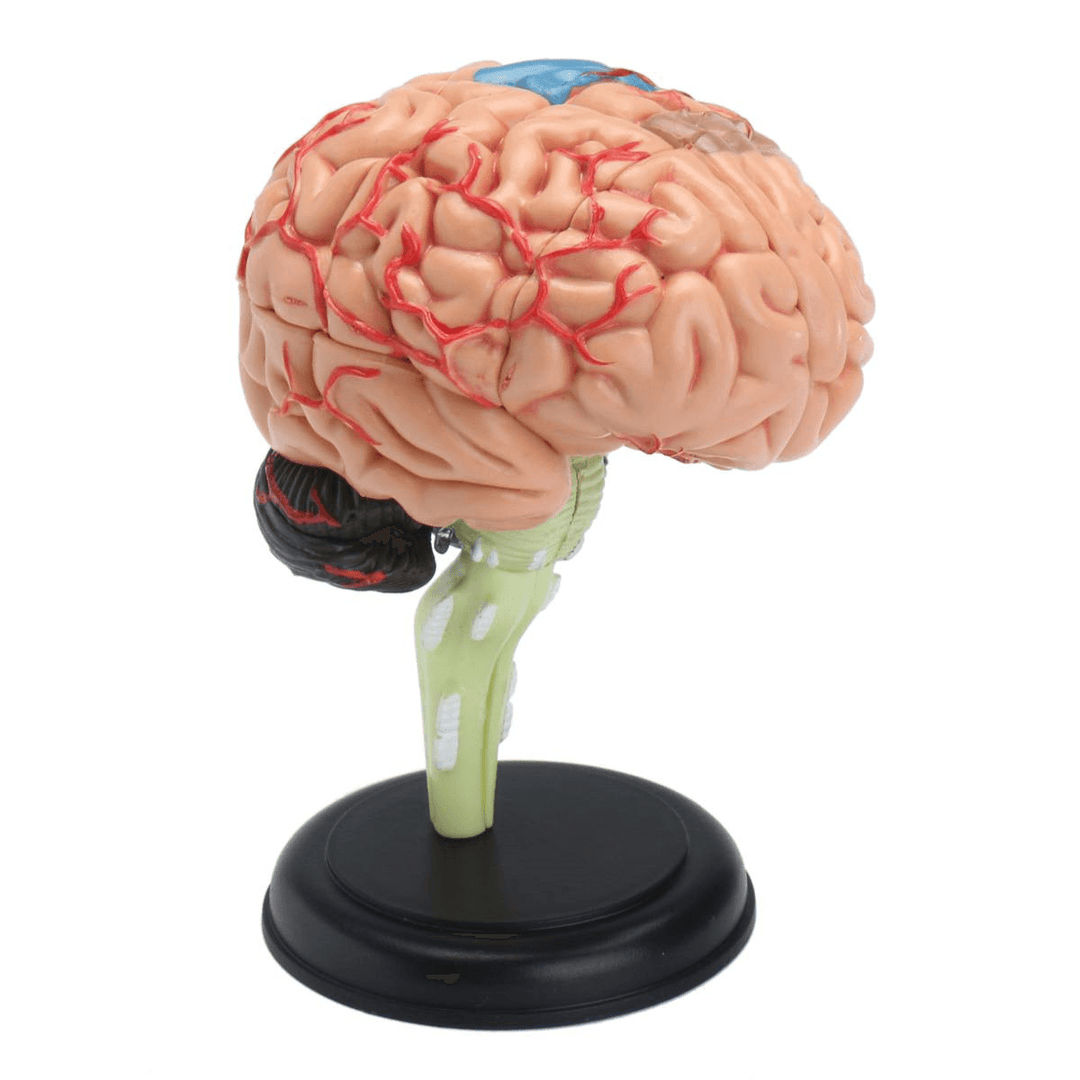 Human Brain Medical Model 4D Disassembled Anatomical School Educational Teaching Tool - MRSLM