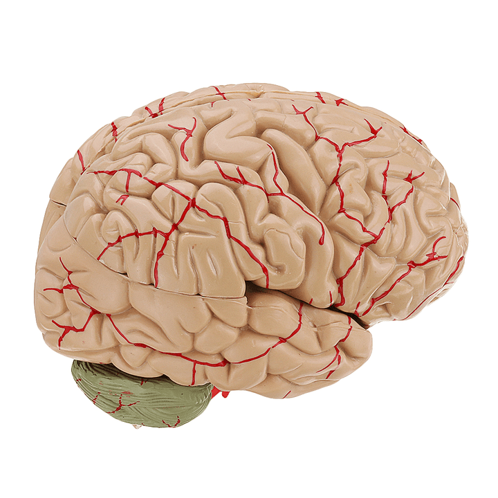 Life Size Human Brain Model W/ Arteries Medical Anatomical Cerebral Model Base Science Teaching 8 Parts - MRSLM