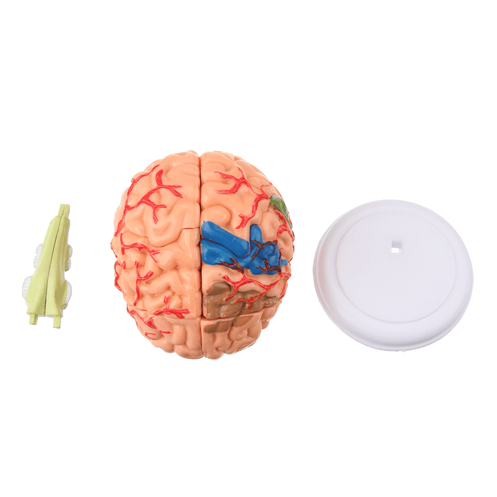 Human Brain Medical Model 4D Disassembled Anatomical School Educational Teaching Tool - MRSLM