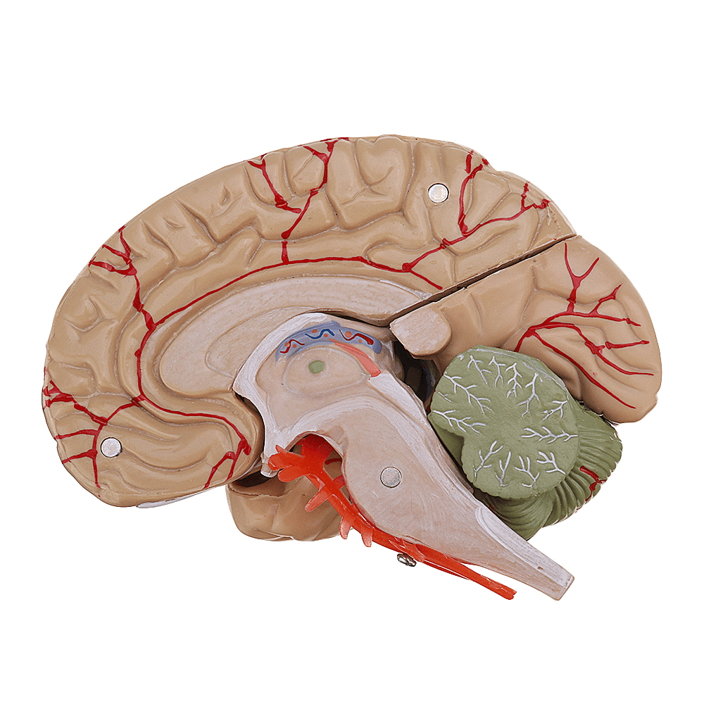 Life Size Human Brain Model W/ Arteries Medical Anatomical Cerebral Model Base Science Teaching 8 Parts - MRSLM