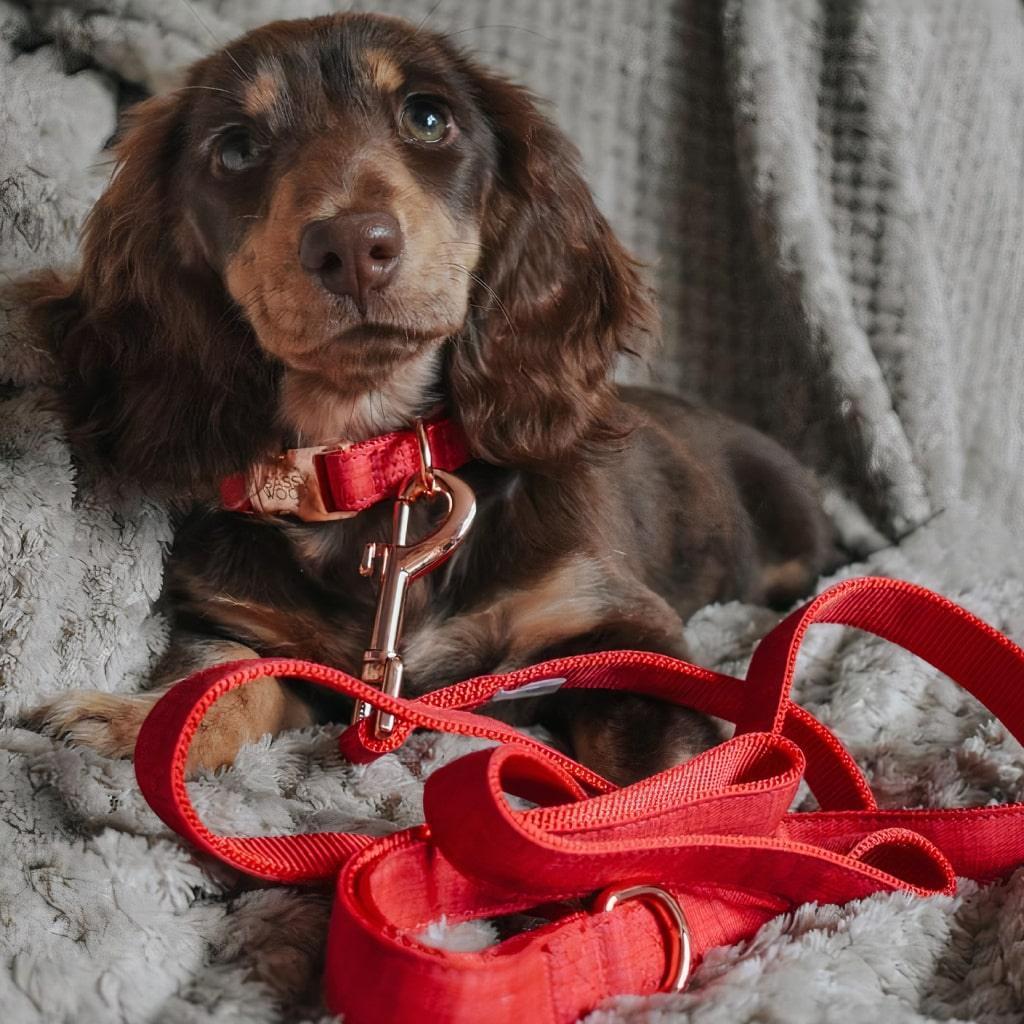 Merlot' Dog Collar - MRSLM